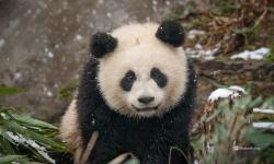 Featured image of post 生存质量报告